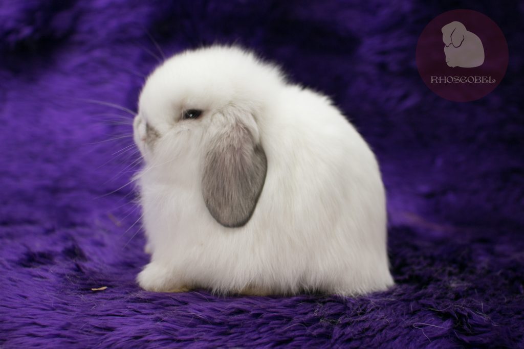 กระต่าย เซเบิ้ลพ้อย