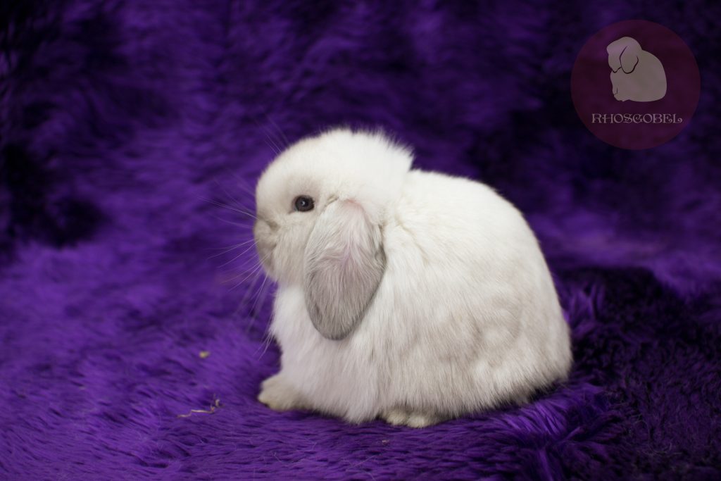hollandlop sablepoint