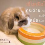 กระต่ายกินน้ำน้อย