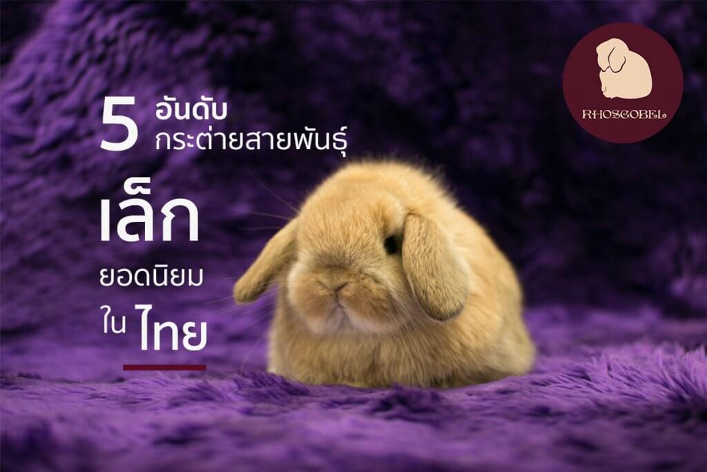 top 5 rabbit